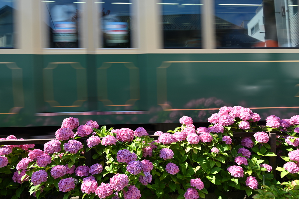 紫陽花と江ノ電
