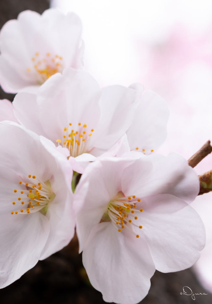 都会のオアシスの桜