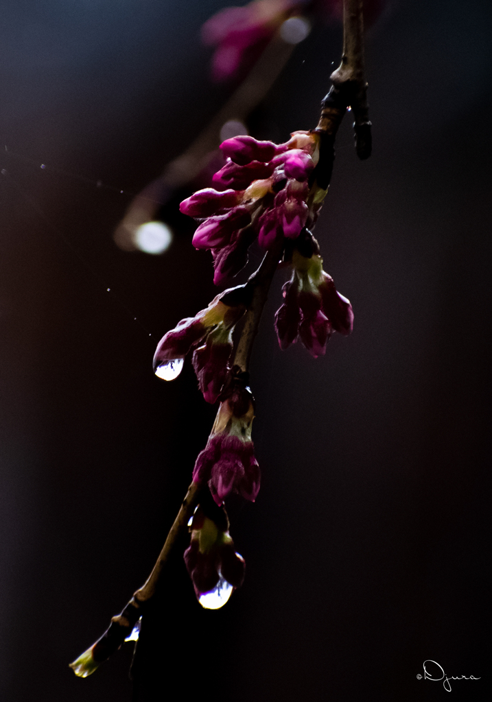 雨の日の枝垂れ桜