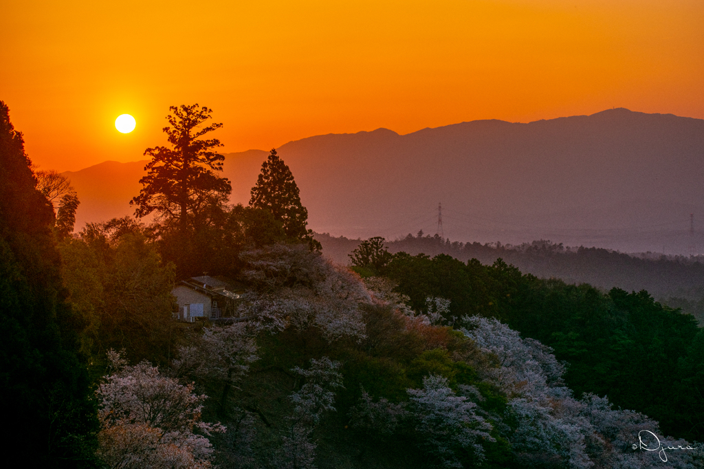 吉野の夕陽と桜