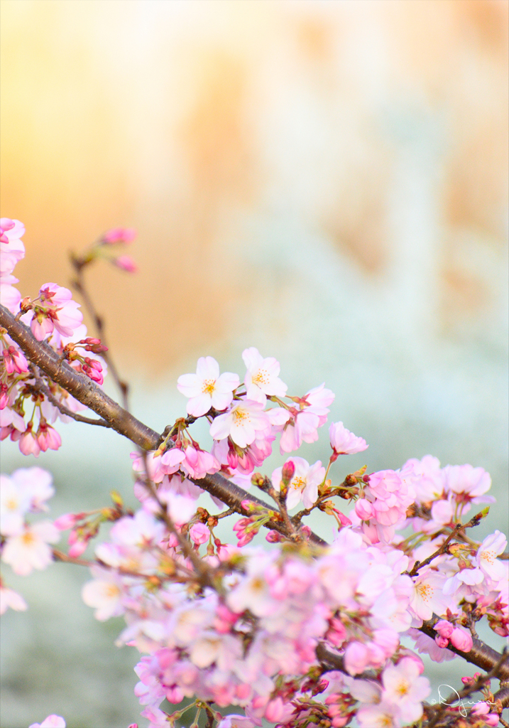 夕焼け桜