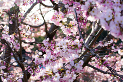 咲き初めの桃色桜