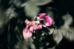 薔薇