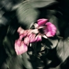 薔薇