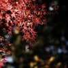 紅葉って