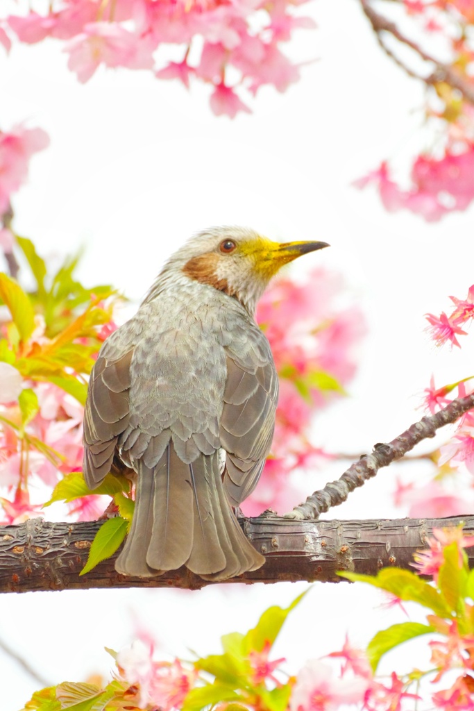 江ノ島鳥撮影　ヒヨドリ