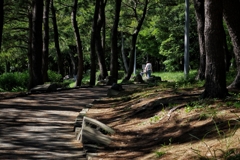 夏の公園