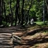 夏の公園
