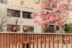 桜橋から(横浜市中区)
