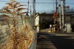 暑いから蔵出し