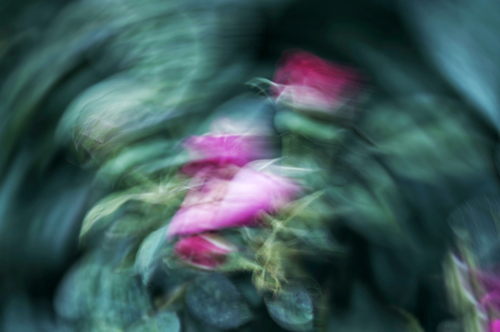 薔薇
