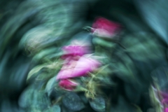 薔薇