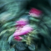 薔薇