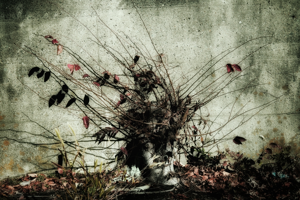 植物人間