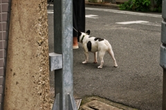 可愛いな