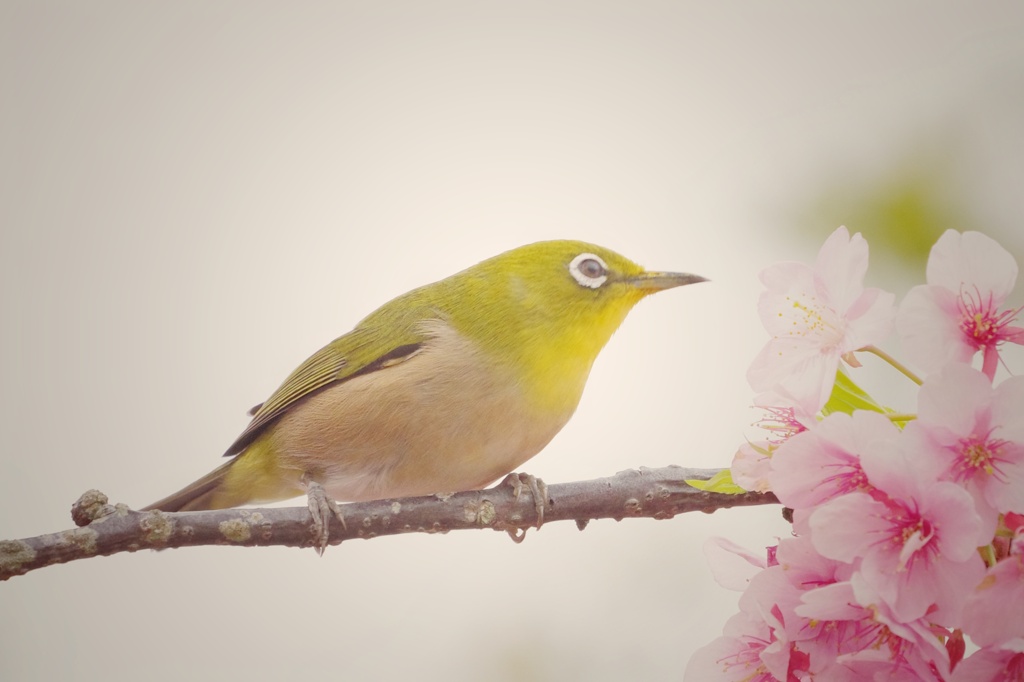 江ノ島鳥撮影　メジロ