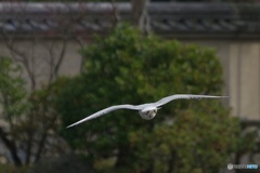 カモメでAFCテスト②