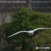 カモメでAFCテスト②