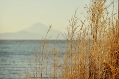 相模湾越しの富士山