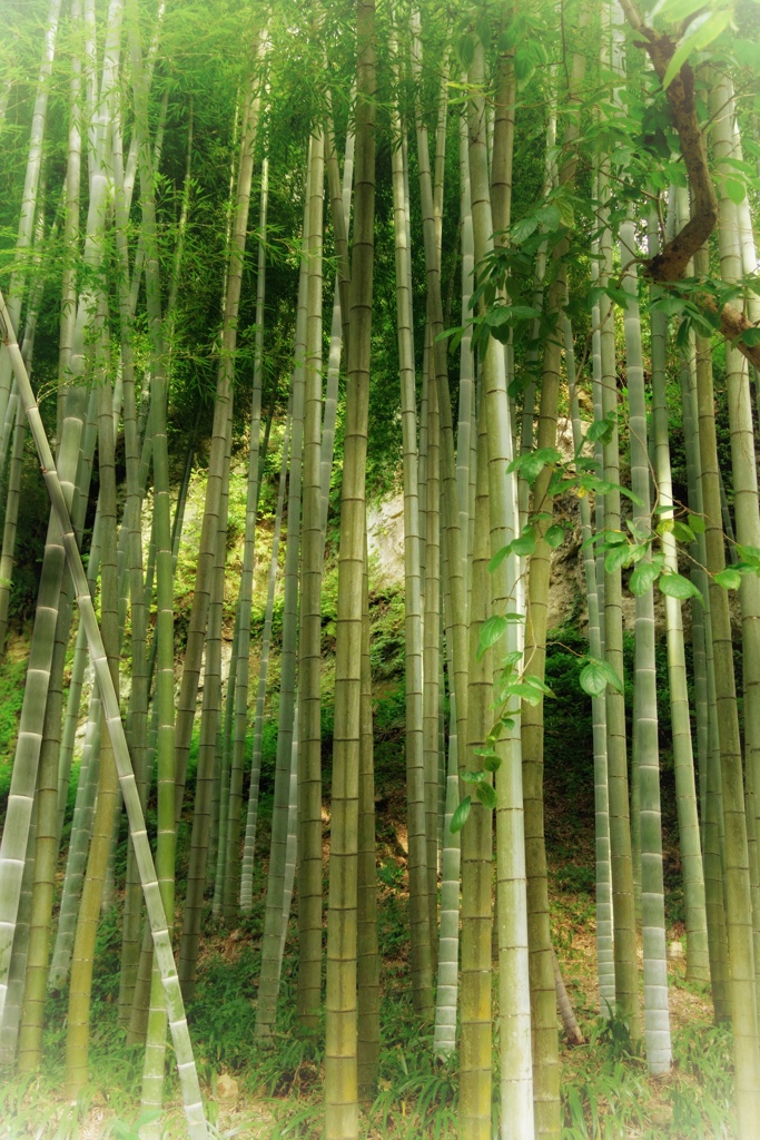 竹やぶ
