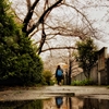 雨