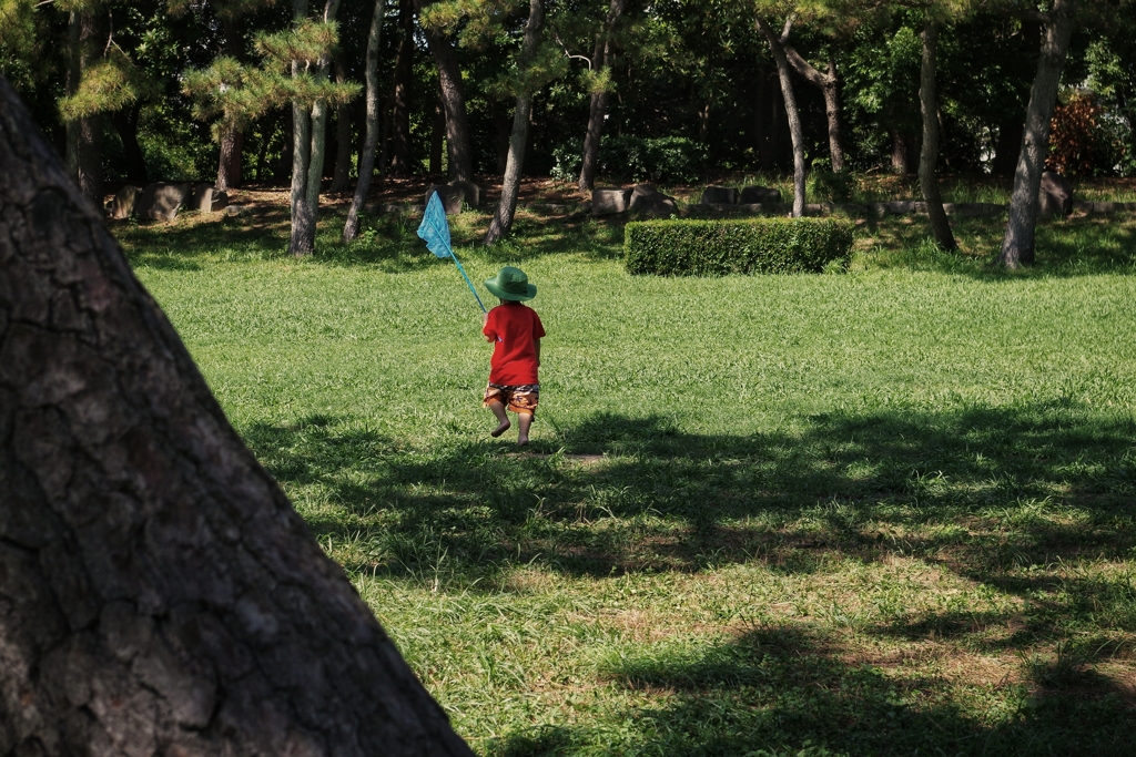 夏の公園