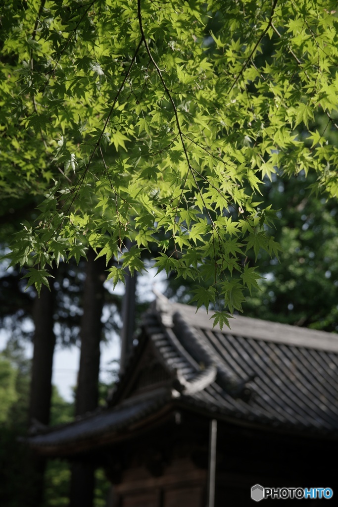 谷根千　根津神社