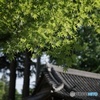 谷根千　根津神社