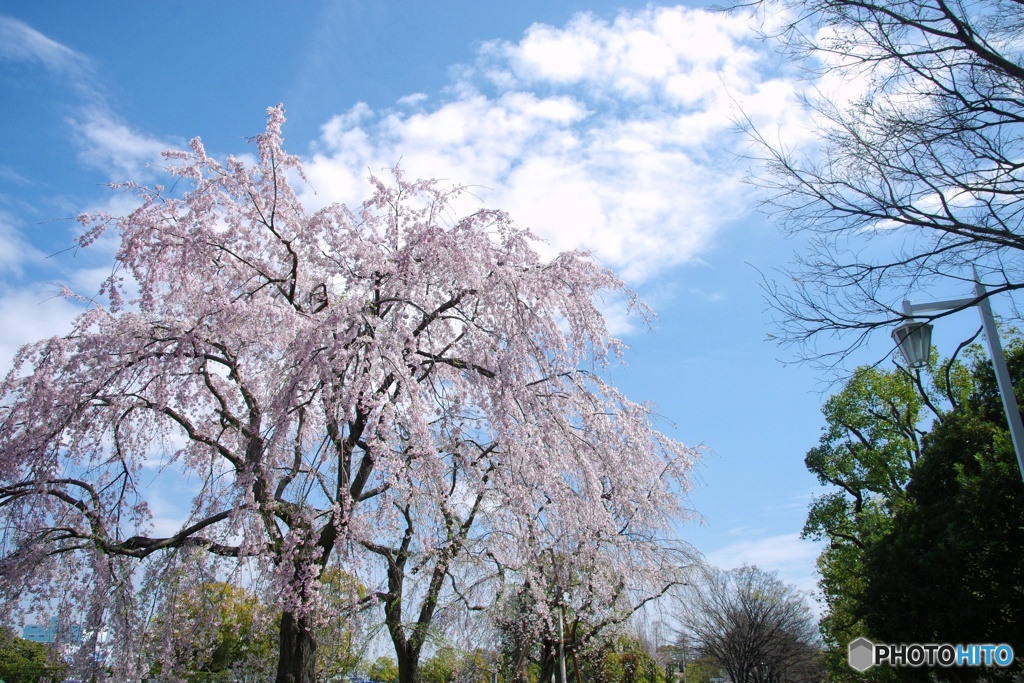 垂れ桜