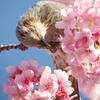 ひよどり⑤