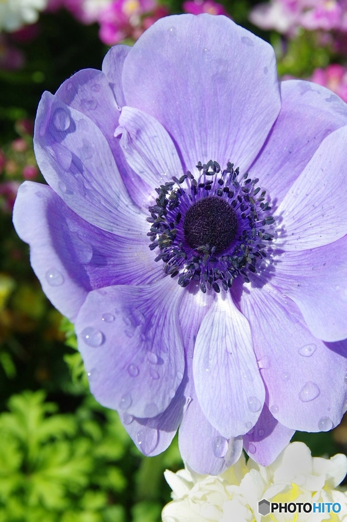 アネモネ