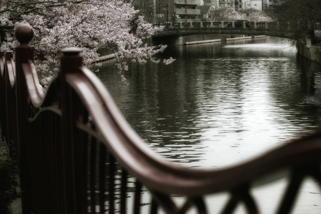 ヤバい場所の桜