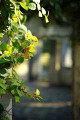 横浜　フランス山(旧フランス領事館跡)