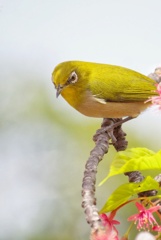 江ノ島鳥撮影　メジロ