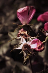 薔薇
