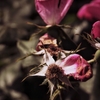薔薇