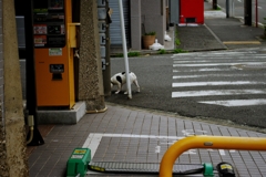 牛のあかちゃん