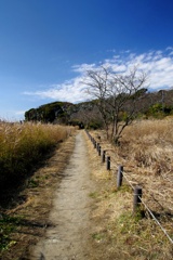 三浦半島　小網代の森