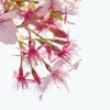 江ノ島の桜