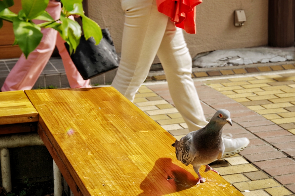 鳩サブレ