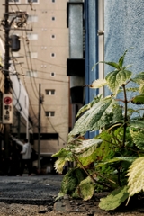 世界最重量の三脚で