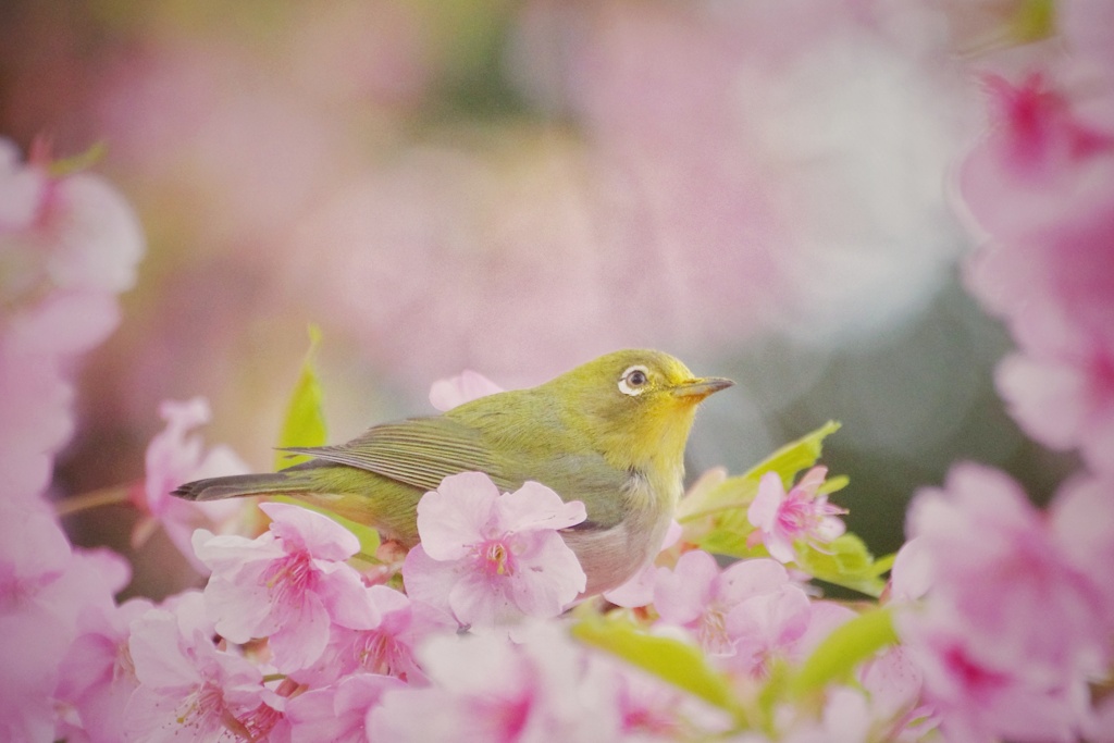 江ノ島鳥撮影　メジロ