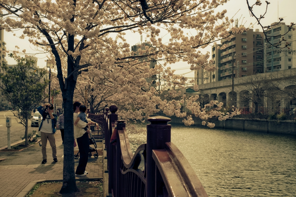 大岡川沿いの桜