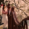 花見