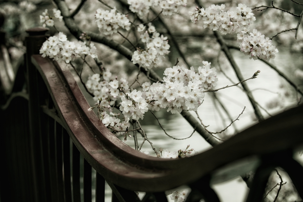 川沿いの桜