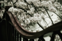 川沿いの桜