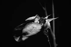 薔薇