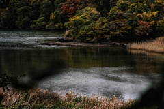 小網代の森