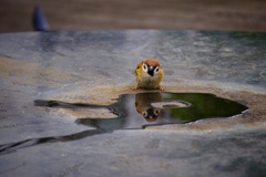 水呑場の雀