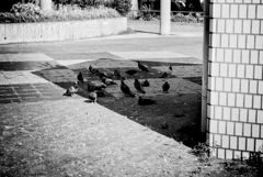 鳩も耐えられない暑さ